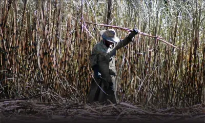 Menace à la sécurité alimentaire : Rs 35 M sacrifiées au profit du secteur sucre