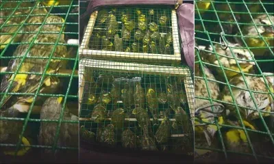 Trafic d’oiseaux : 250 serins saisis dans le sac à main d’un Mauricien