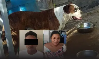 Trafic de chiens de race - Un réseau en passe d’être démantelé : deux arrestations