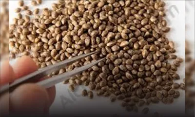 Trafic de cannabis: un millier de graines de cannabis saisies chez deux présumés cultivateurs