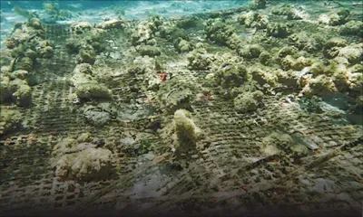 Catastrophe écologique à Mahébourg : 75 % des fragments de coraux sur deux sites de restauration détruits