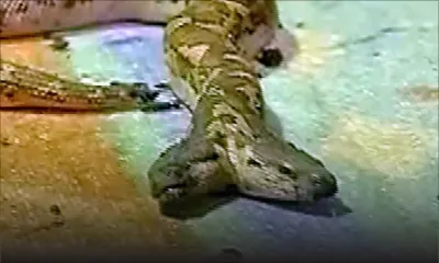 Inde: un serpent à deux têtes