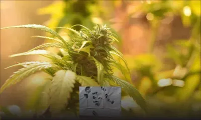 Possession et culture de cannabis : Amitabh Bacchan G. et Rajesh Khanna L. crèvent l’écran sur defimedia.info 