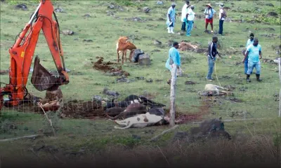 Épidémie de fièvre aphteuse: les 20000 doses de vaccin seront remplacées