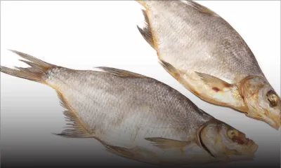 Petite entreprise : la production du poisson salé blanc compromise