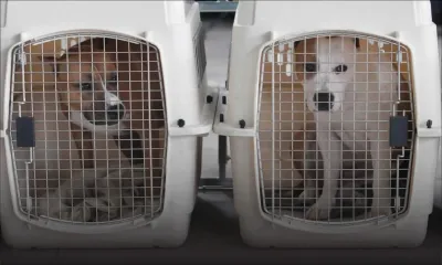 Élevage illégal de chiens dangereux : quatre American Staffordshire Terriers saisis par l’Adsu