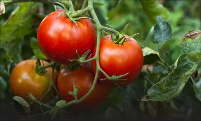 Pour faire face à la mineuse de la tomate : 180 pièges installés dans le pays