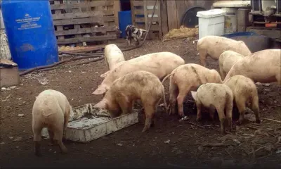 Des centaines de porcs morts : des éleveurs de porcs décrient la lenteur des secours