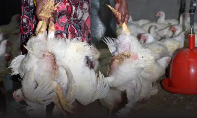 Salmonellose : 35 000 poussins abattus et 21 000 œufs détruits