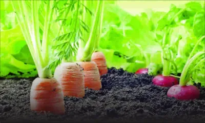 Incentives provided to adopt organic farming