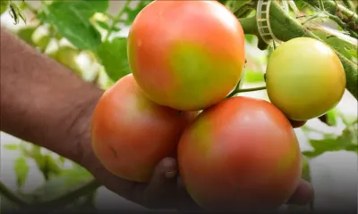 Mercuriale : une surproduction fait chuter les prix de la pomme d’amour