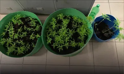 À Sébastopol : surpris par les policiers en train d’arroser ses plants de cannabis, il tente de fuir