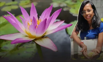 Nisha Dowlut : la passion des nénuphars et des lotus