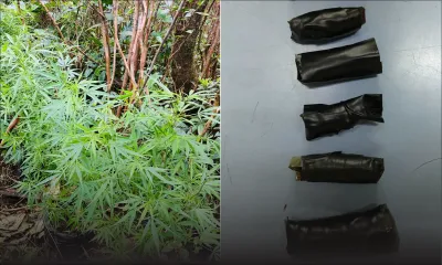 Opérations anti-drogue : du haschisch valant Rs 350 000 saisi à Triolet