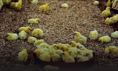 Eau-Coulée : 200 poussins et 1 200 kilos de nourriture pour volaille volés