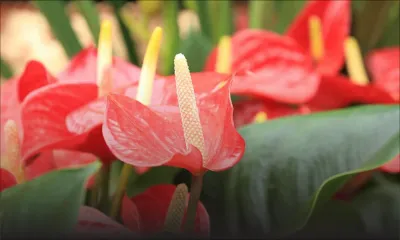 Exportation de fleurs : jusqu’à  50% de baisse prévue cette année