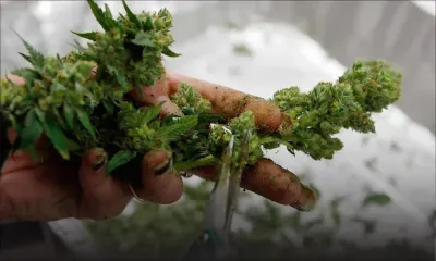 Dans le Sud - Culture de gandia : elle dénonce son époux