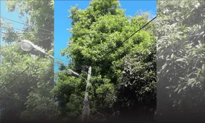 À Goodlands : l’arbre de tous les dangers