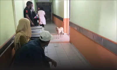 Hôpital Victoria : chien en visite 
