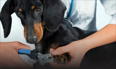 Comment entretenir les griffes de son chien ?