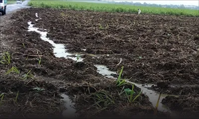 Difficultés financières : ces petits planteurs à terre