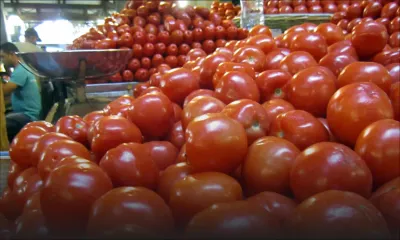 Pomme d’amour : risque de pénurie d’ici 15 jours