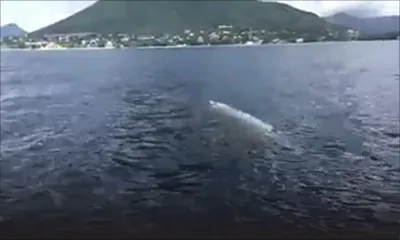 Tamarin: un requin attaque un dauphin