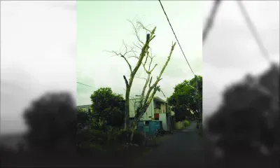 Sous la menace d’un vieil arbre