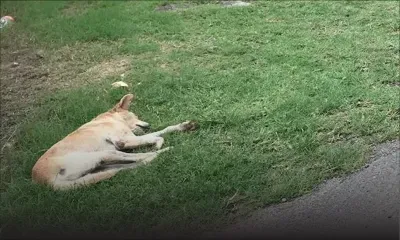 Baie-du-Tombeau : des chiens squattant une ruelle effraient les passants