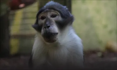 Nouvelle-Découverte: un singe agresse un planton dans une salle de classe
