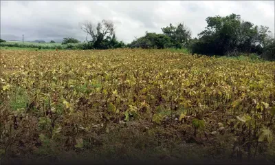 Vacoas - Un arpent de lalos brûlé «à cause d’un pesticide inapproprié»