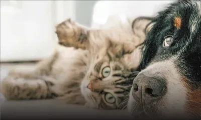 6 signes que votre compagnon souffre de la chaleur