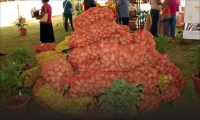 Pomme de terre : 17 000 tonnes produites contre une demande de 26 000 tonnes 