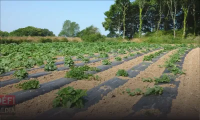 Des petits planteurs posent des conditions pour la relance de la production vivrière