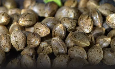 Arrêté avec des semences de cannabis : «Mo ti pou zet zot. Mo sorti travay gardien la», lance un jeune homme aux policiers