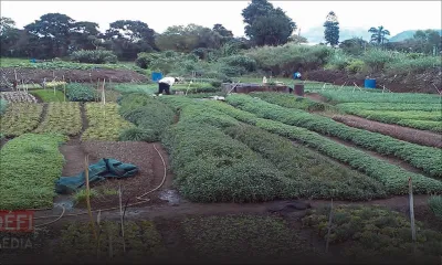 D’importants vols de légumes rapportés : des cultivateurs s’organisent pour faire face au fléau