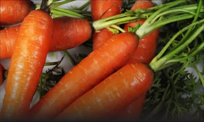 Importation de carottes: zones d’ombre alléguées autour de l’octroi des permis