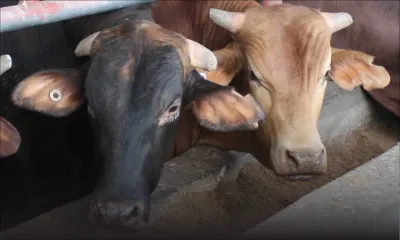 En prévision de l’Eid-Ul-Adha : le prix du bétail fixé cette semaine