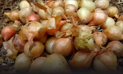 Culture : 525 arpents d’oignons abîmés lors des averses