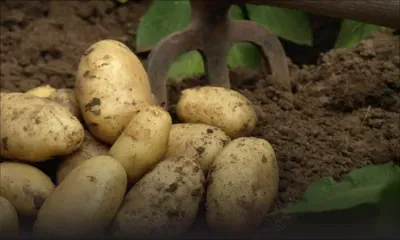 Sécurité alimentaire : 63 arpents de forêts pour cultiver la pomme de terre