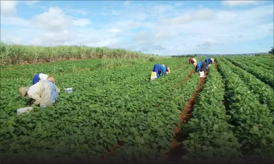 Diversification : Rose-Belle Sugar Estate se lance dans la production des orchidées