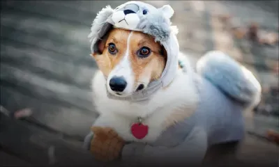 Comment savoir si le chien a froid?