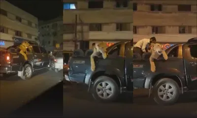 Virée en voiture avec sa lionne : un habitant de Karachi arrêté