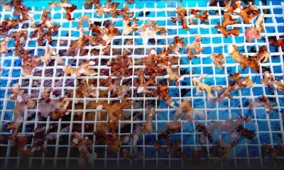 Exploitation des ressources marines : Rs 8,2 millions pour l’élevage de coraux