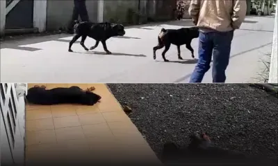 À Holyrood, Vacoas : deux rottweilers terrorisent les habitants