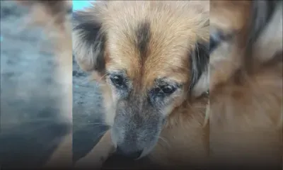 À Terre-Rouge : elle soupçonne que ses trois chiens sont morts empoisonnés