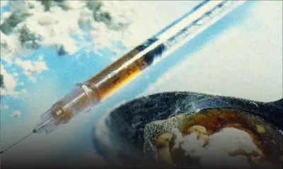 Drogue: les législations méconnues à Maurice