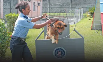 Police Dog Unit : ces 46 chiens qui travaillent pour la police