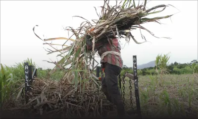 Récolte sucrière : le taux d’extraction chute à cause des conditions climatiques 
