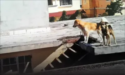 À Candos : sa voisine élève des animaux sur le toit de sa maison